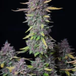 Fast Buds Purple Punch Auto
