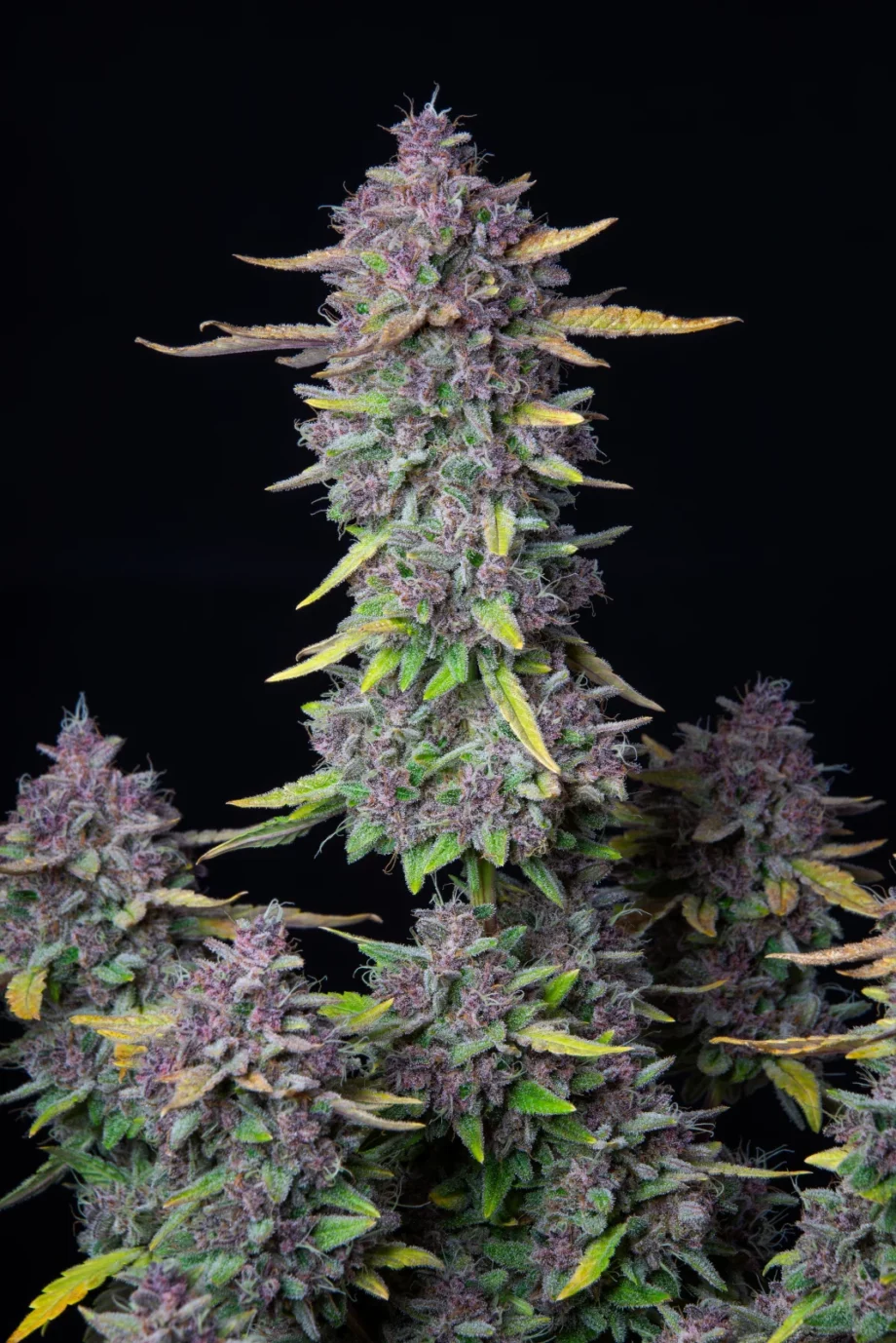 Fast Buds Purple Punch Auto