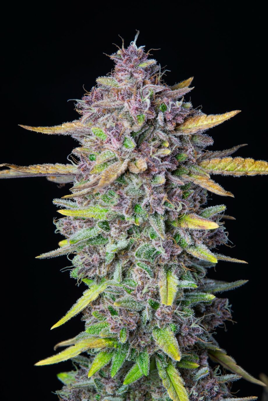 Fast Buds Purple Punch Auto