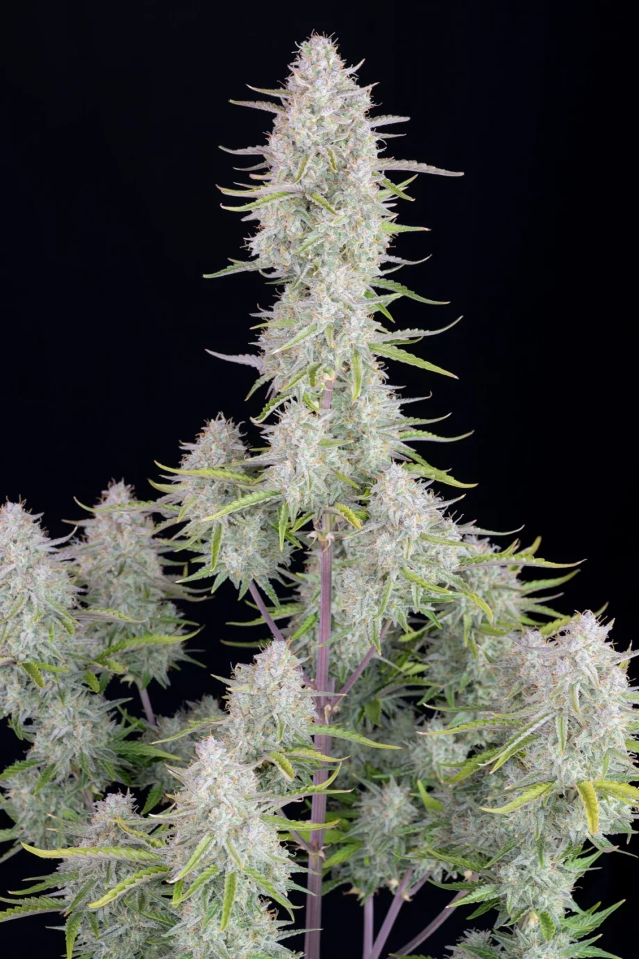Fast Buds Wedding Cheesecake Auto