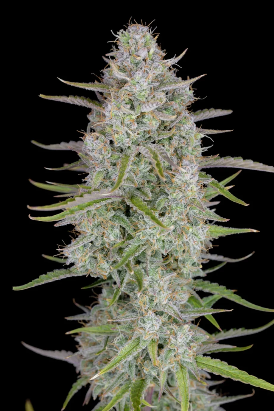 Fast Buds Wedding Cheesecake Auto